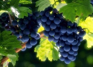 A Natural Gate Through the Rocks